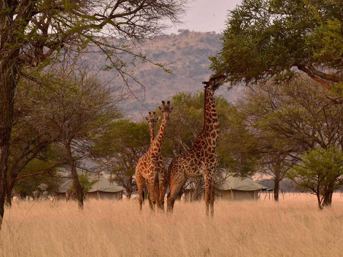 One Nature Nyaruswiga Serengeti Banagi Exterior photo