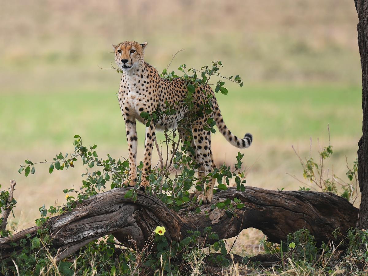 One Nature Nyaruswiga Serengeti Banagi Exterior photo